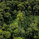 La zona de Borneo con los árboles tropicales más altos del mundo. Foto: Greg Asner / Carnegie Institution for Science